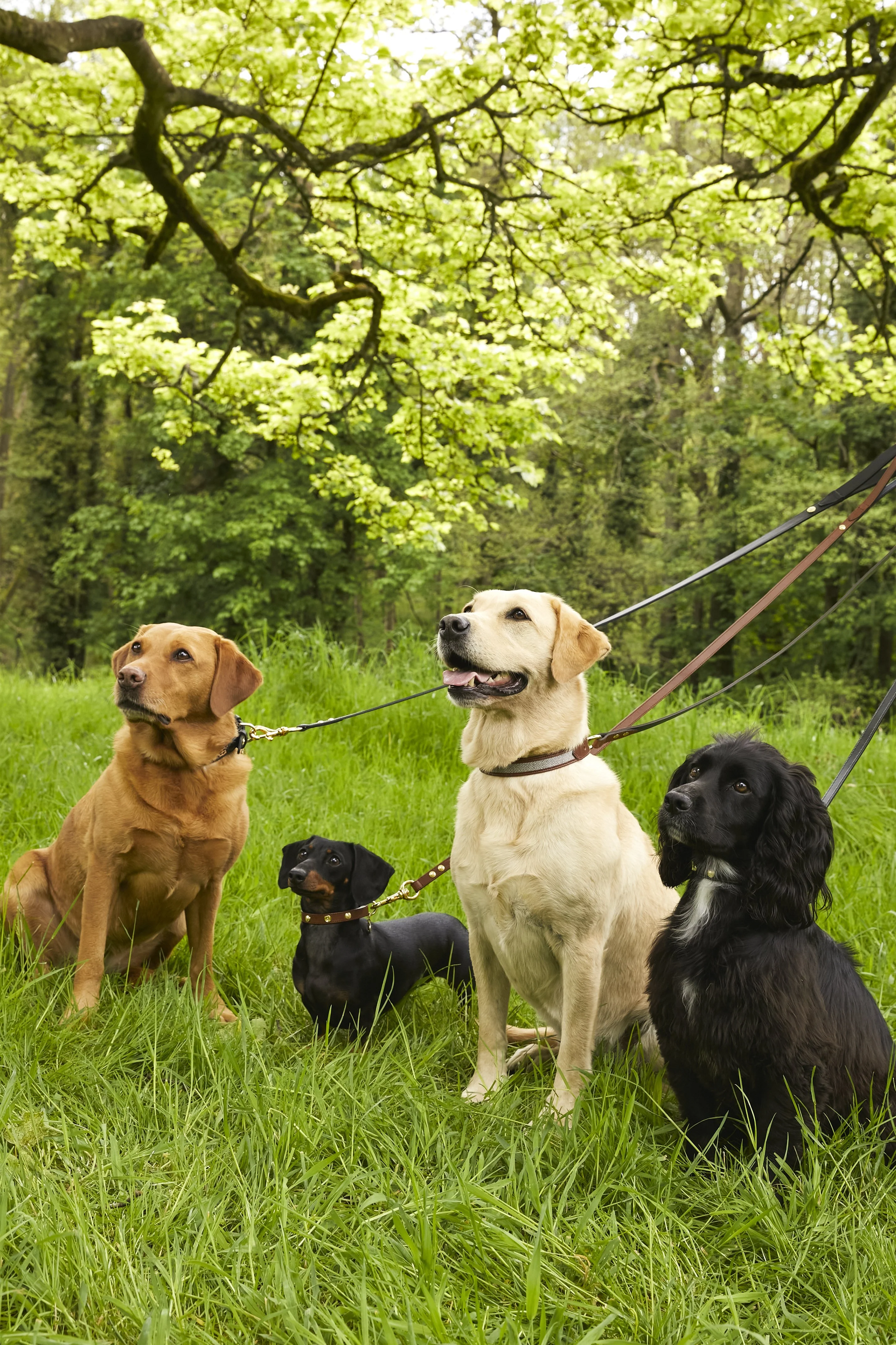 Classic Dog Lead (Chestnut) - Image 6
